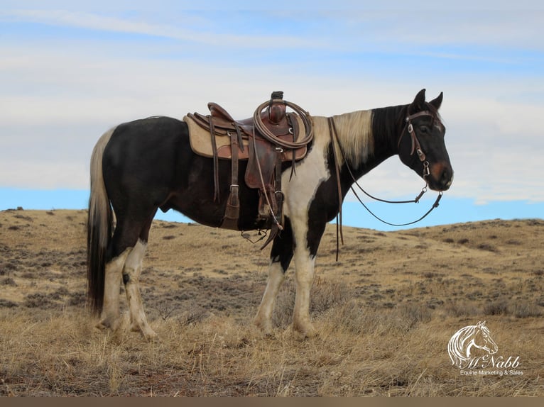 Paint Horse Gelding 4 years 15 hh Tobiano-all-colors in Ranchester, WY