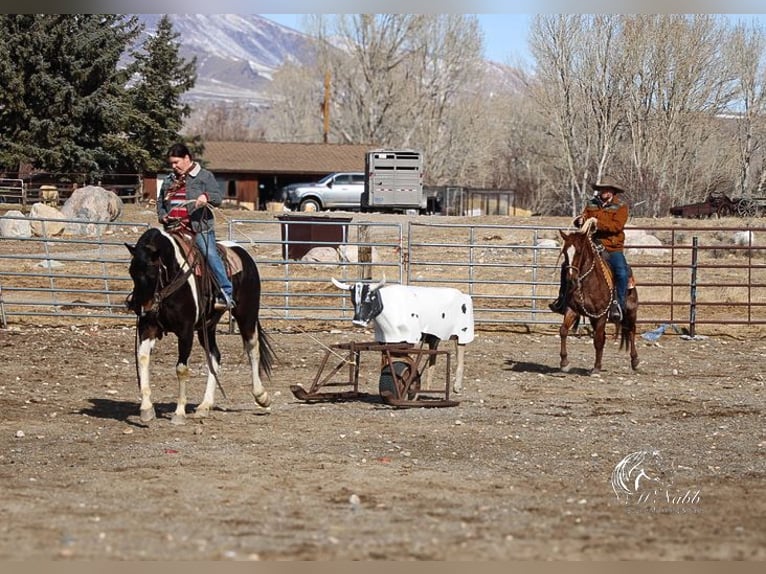 Paint Horse Gelding 4 years 15 hh Tobiano-all-colors in Ranchester, WY