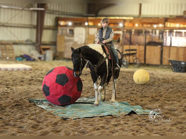 Paint Horse Gelding 4 years 15 hh Tobiano-all-colors in Ranchester, WY