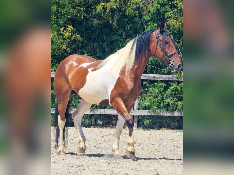 Paint Horse Mix Gelding 4 years 15,1 hh Pinto in Ptuj