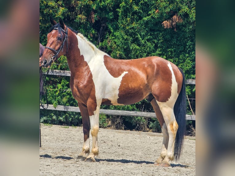 Paint Horse Mix Gelding 4 years 15,1 hh Pinto in Ptuj