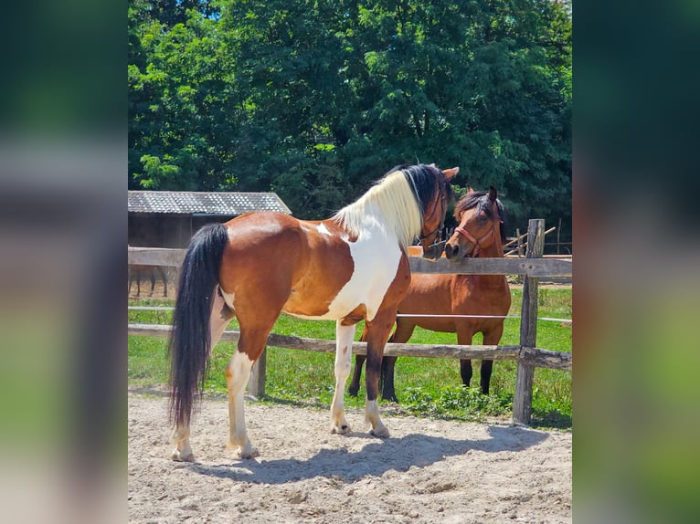 Paint Horse Mix Gelding 4 years 15,1 hh Pinto in Ptuj