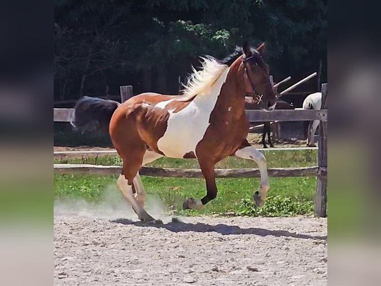 Paint Horse Mix Gelding 4 years 15,1 hh Pinto in Ptuj