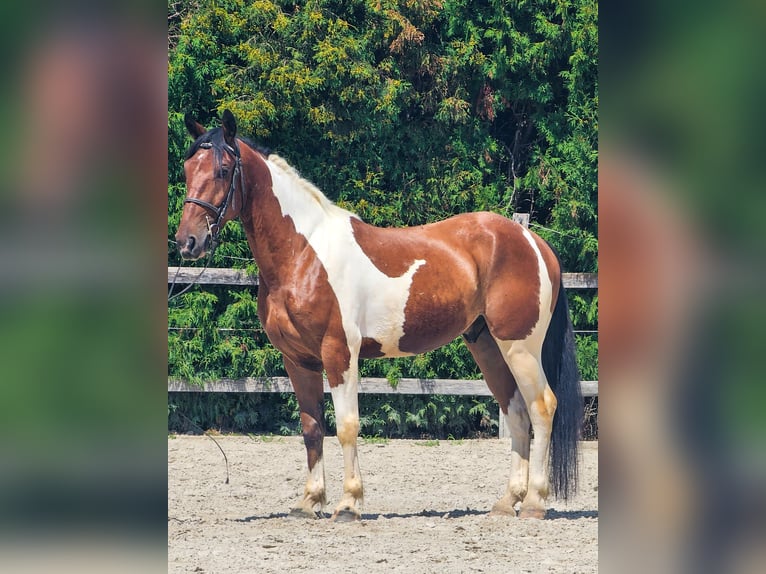 Paint Horse Mix Gelding 4 years 15,1 hh Pinto in Ptuj