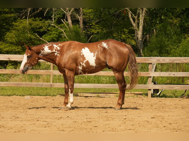 Paint Horse Gelding 4 years 15,2 hh Sorrel in Fresno
