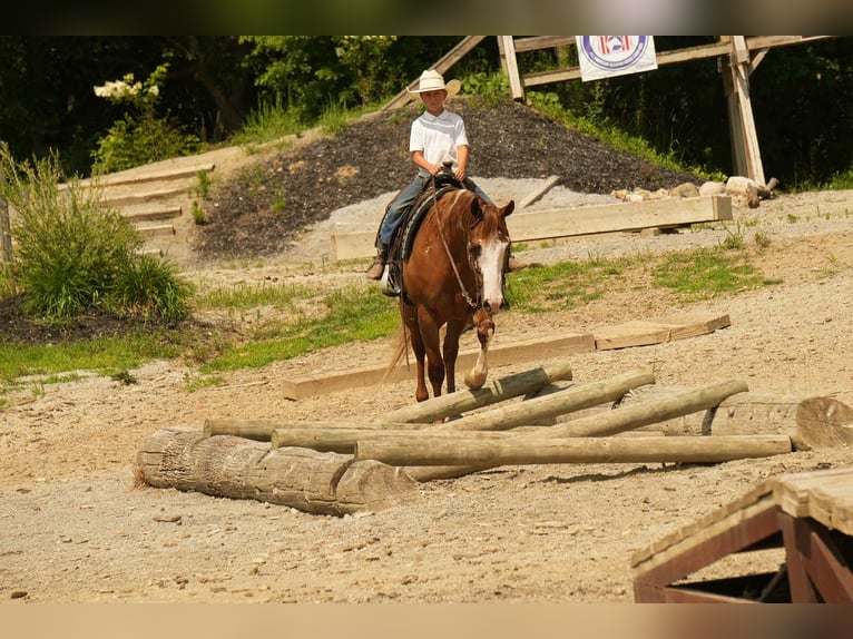 Paint Horse Gelding 4 years 15,2 hh Sorrel in Fresno