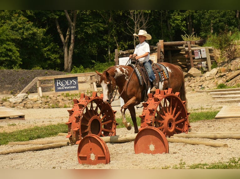 Paint Horse Gelding 4 years 15,2 hh Sorrel in Fresno
