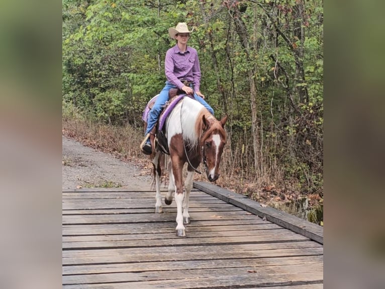 Paint Horse Gelding 4 years 15,2 hh Tobiano-all-colors in Robards