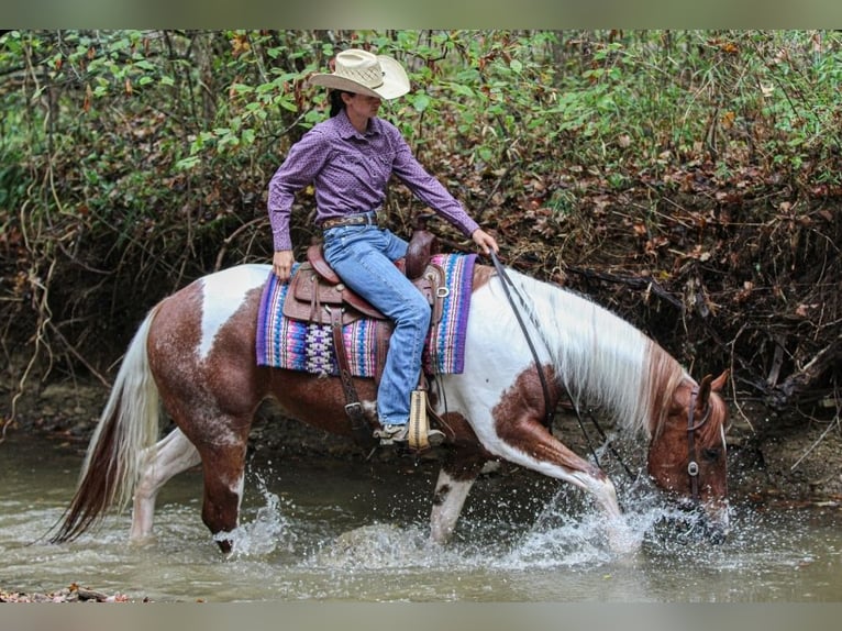 Paint Horse Gelding 4 years 15,2 hh Tobiano-all-colors in Robards