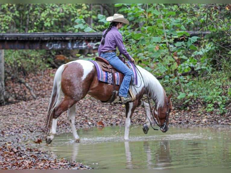 Paint Horse Gelding 4 years 15,2 hh Tobiano-all-colors in Robards