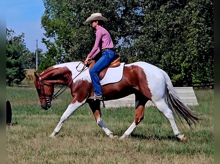 Paint Horse Gelding 4 years 15,2 hh Tobiano-all-colors in Robards