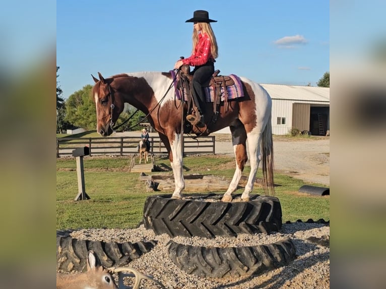 Paint Horse Gelding 4 years 15,2 hh Tobiano-all-colors in Robards