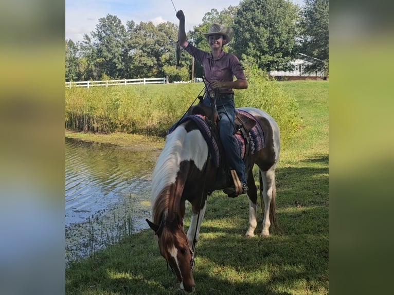 Paint Horse Gelding 4 years 15,2 hh Tobiano-all-colors in Robards