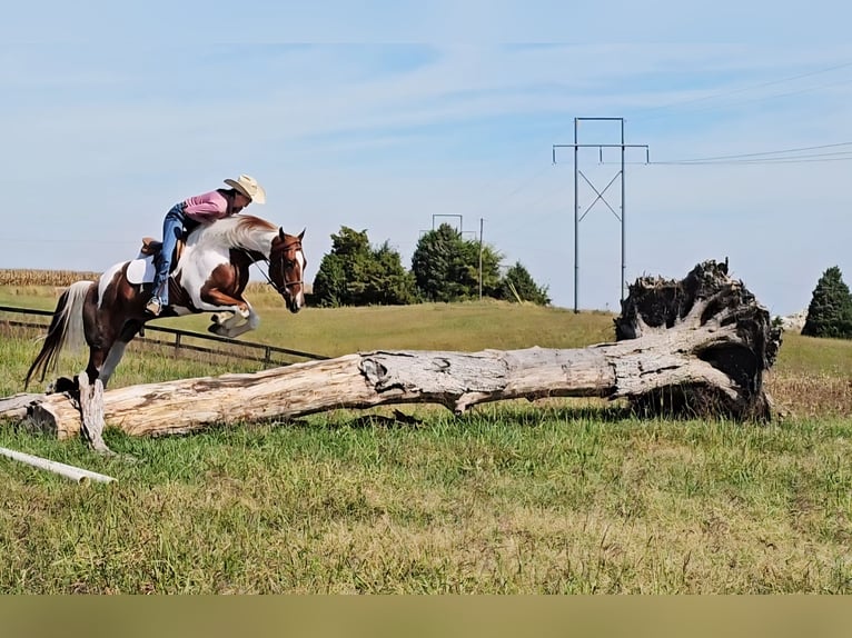 Paint Horse Gelding 4 years 15,2 hh Tobiano-all-colors in Robards