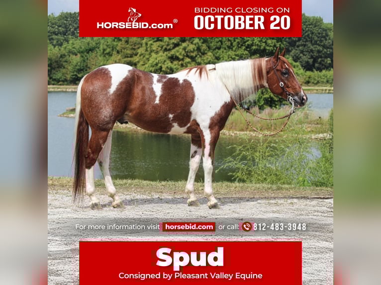 Paint Horse Gelding 4 years 15,2 hh Tobiano-all-colors in Robards