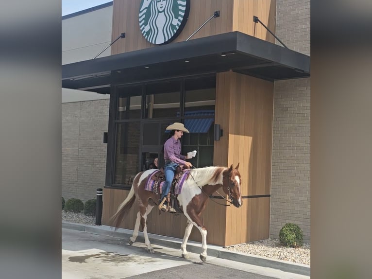 Paint Horse Gelding 4 years 15,2 hh Tobiano-all-colors in Robards