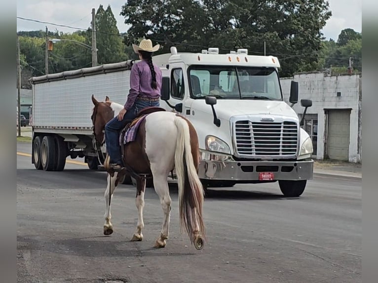 Paint Horse Gelding 4 years 15,2 hh Tobiano-all-colors in Robards