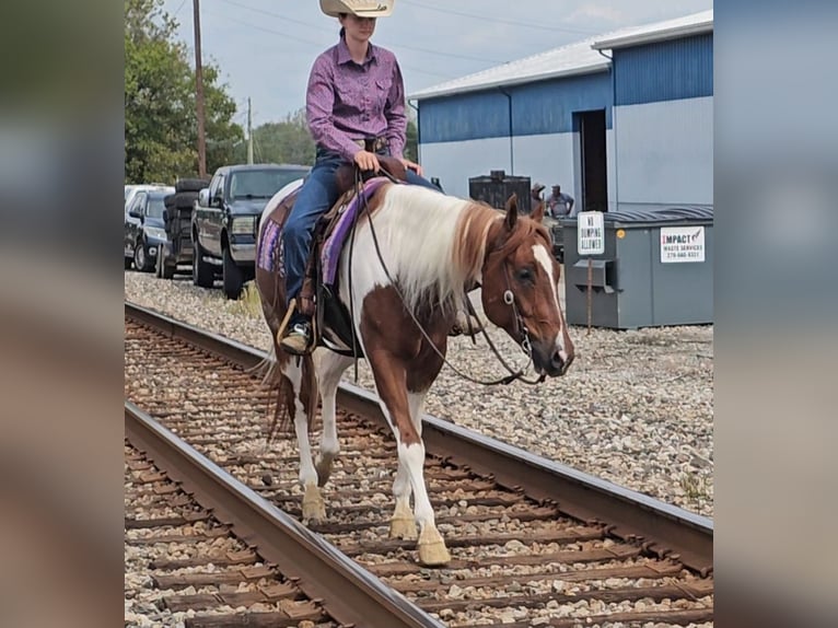 Paint Horse Gelding 4 years 15,2 hh Tobiano-all-colors in Robards
