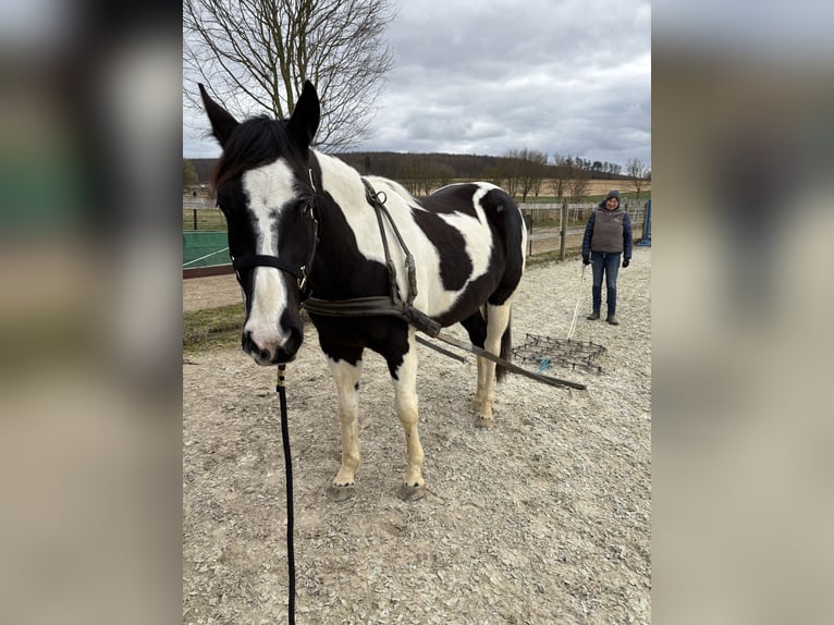 Paint Horse Gelding 4 years 15,2 hh Tobiano-all-colors in Bad Salzdetfurth