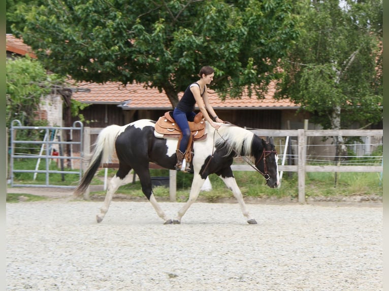 Paint Horse Gelding 4 years 15,2 hh Tobiano-all-colors in Bad Salzdetfurth