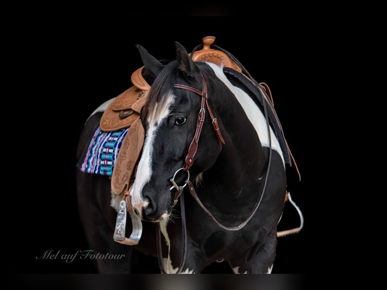 Paint Horse Gelding 4 years 15,2 hh Tobiano-all-colors in Bad Salzdetfurth