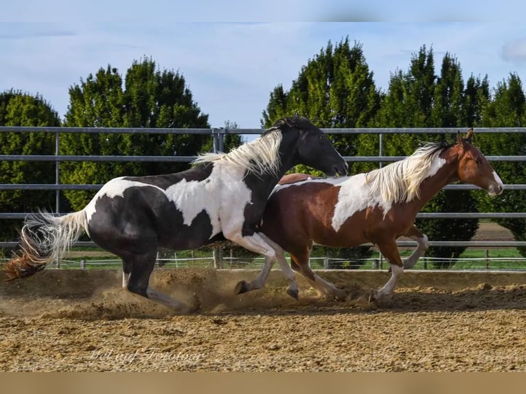 Paint Horse Gelding 4 years 15,2 hh Tobiano-all-colors in Bad Salzdetfurth