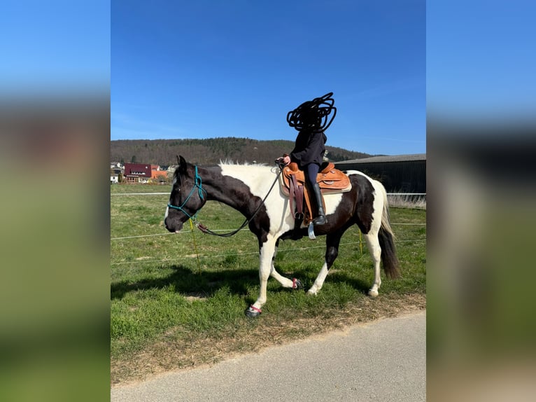 Paint Horse Gelding 4 years 15,2 hh Tobiano-all-colors in Bad Salzdetfurth