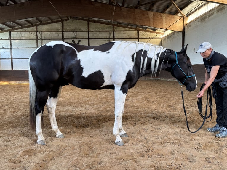 Paint Horse Gelding 4 years 15,2 hh Tobiano-all-colors in Bad Salzdetfurth