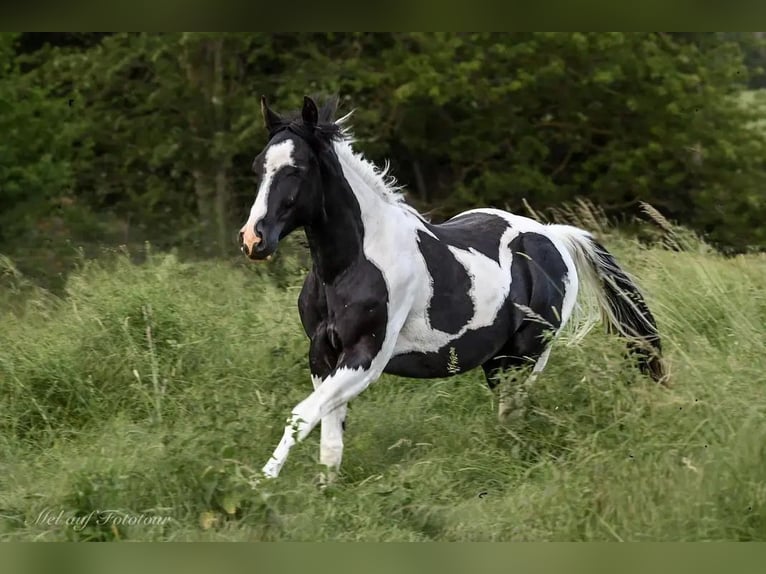 Paint Horse Gelding 4 years 15,2 hh Tobiano-all-colors in Bad Salzdetfurth