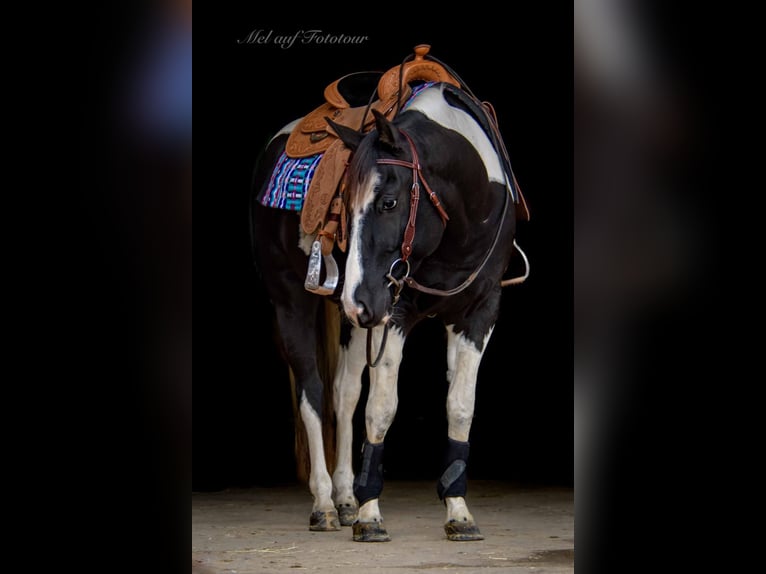 Paint Horse Gelding 4 years 15,2 hh Tobiano-all-colors in Bad Salzdetfurth