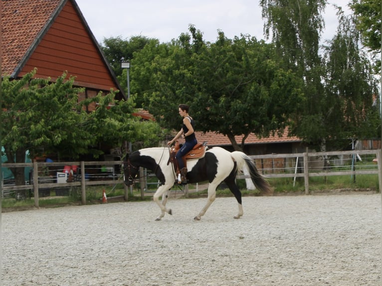 Paint Horse Gelding 4 years 15,2 hh Tobiano-all-colors in Bad Salzdetfurth