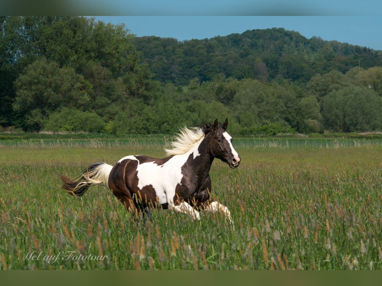 Paint Horse Gelding 4 years 15,2 hh Tobiano-all-colors in Bad Salzdetfurth