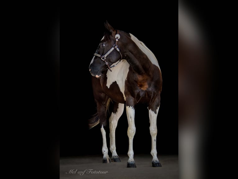 Paint Horse Gelding 4 years 15,2 hh Tobiano-all-colors in Bad Salzdetfurth
