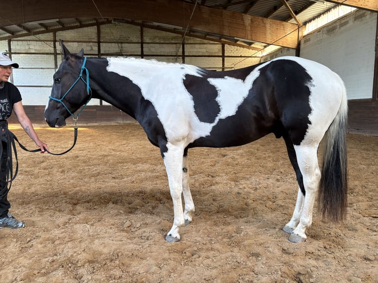Paint Horse Gelding 4 years 15,2 hh Tobiano-all-colors in Bad Salzdetfurth