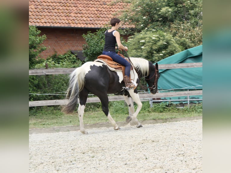 Paint Horse Gelding 4 years 15,2 hh Tobiano-all-colors in Bad Salzdetfurth