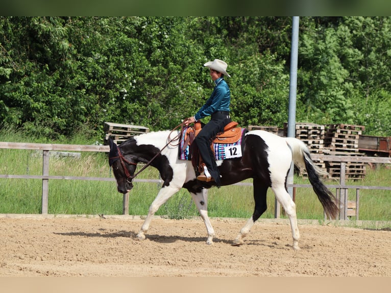 Paint Horse Gelding 4 years 15,2 hh Tobiano-all-colors in Bad Salzdetfurth