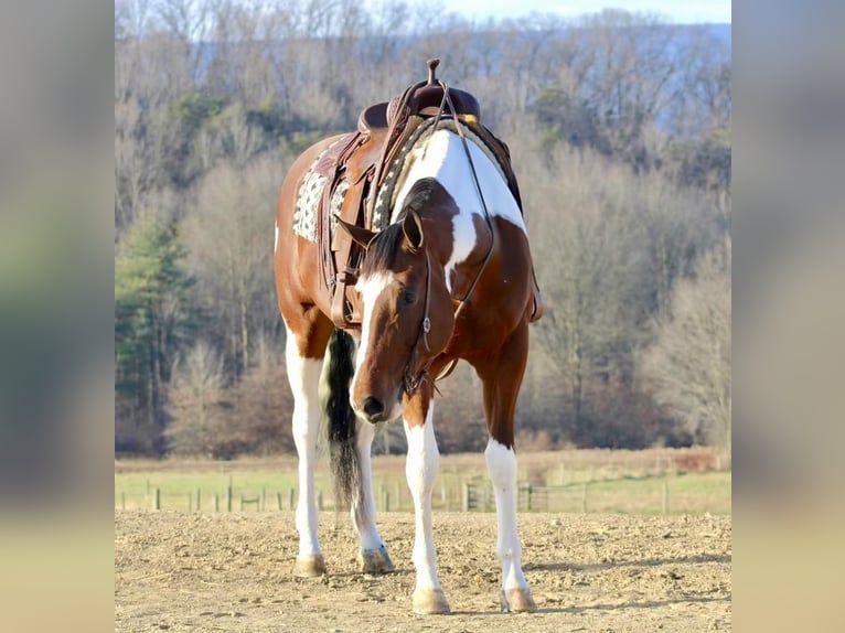 Paint Horse Gelding 4 years 16,3 hh Tobiano-all-colors in Beaver Springs