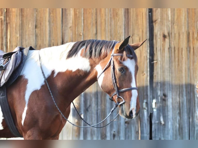 Paint Horse Gelding 4 years 16,3 hh Tobiano-all-colors in Beaver Springs