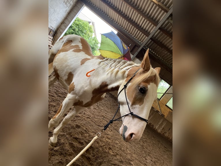Paint Horse Mix Gelding 4 years 16 hh Pinto in Laudenbach