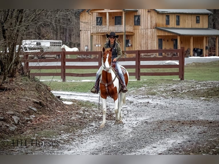 Paint Horse Gelding 4 years 16 hh Tobiano-all-colors in Flemingsburg KY