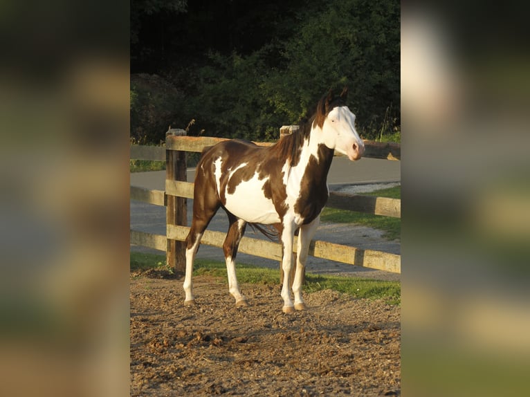 Paint Horse Gelding 5 years 14,1 hh Overo-all-colors in Warburg