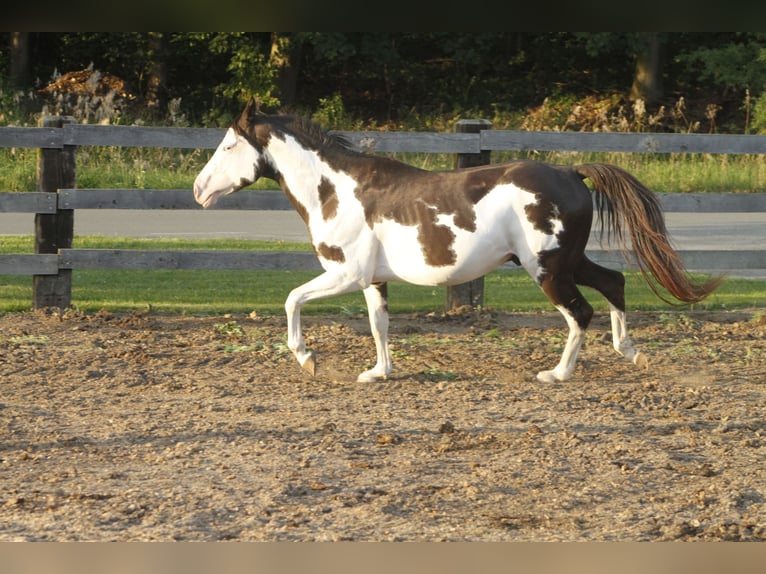 Paint Horse Gelding 5 years 14,1 hh Overo-all-colors in Warburg