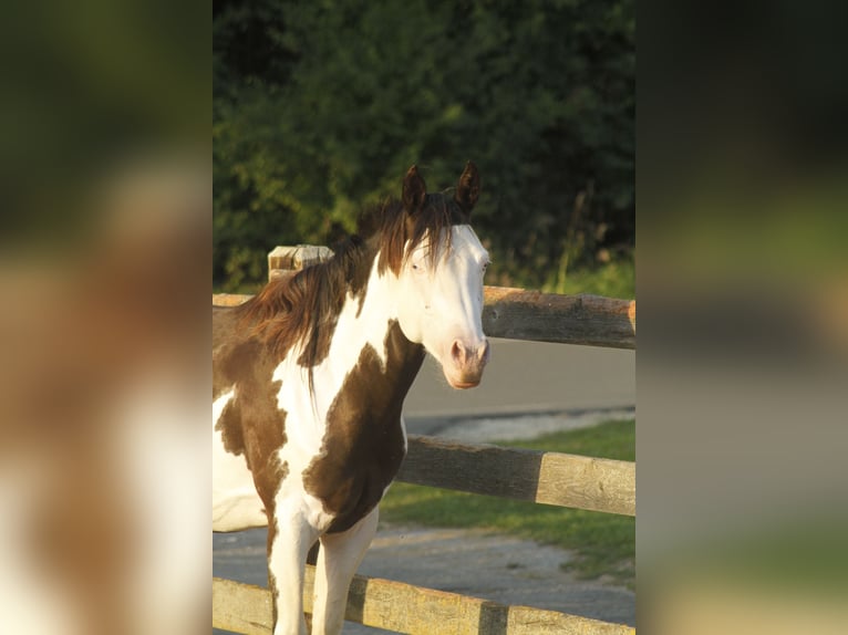 Paint Horse Gelding 5 years 14,1 hh Overo-all-colors in Warburg