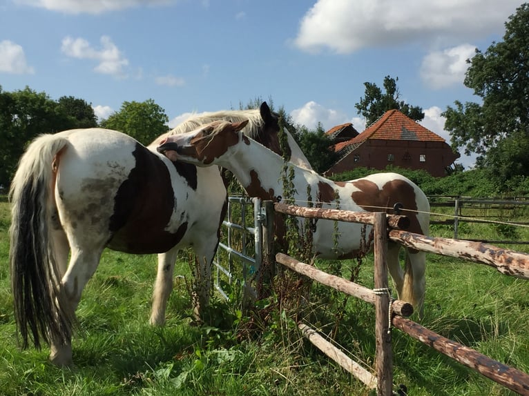 Paint Horse Gelding 5 years 14,1 hh Tobiano-all-colors in Bunde