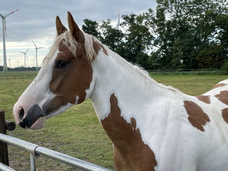 Paint Horse Gelding 5 years 14,1 hh Tobiano-all-colors in Bunde
