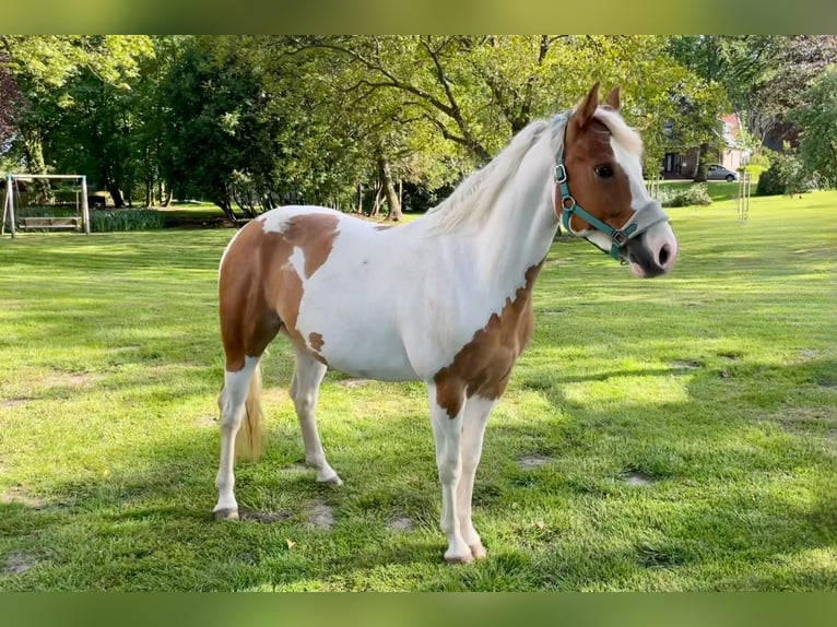 Paint Horse Gelding 5 years 14,1 hh Tobiano-all-colors in Bunde