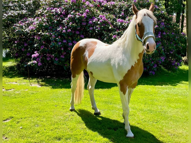 Paint Horse Gelding 5 years 14,1 hh Tobiano-all-colors in Bunde
