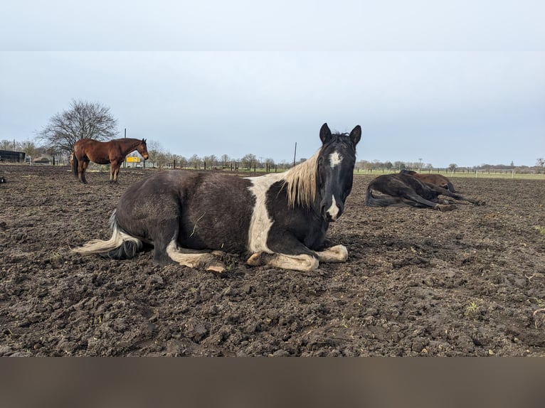 Paint Horse Gelding 5 years 14,1 hh Tobiano-all-colors in Mittenwalde