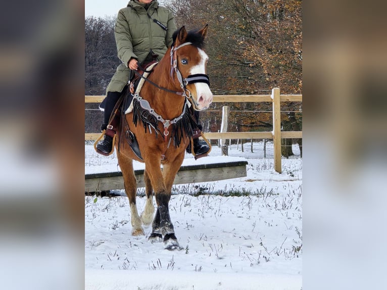 Paint Horse Mix Gelding 5 years 14,2 hh Brown in Linkenbach