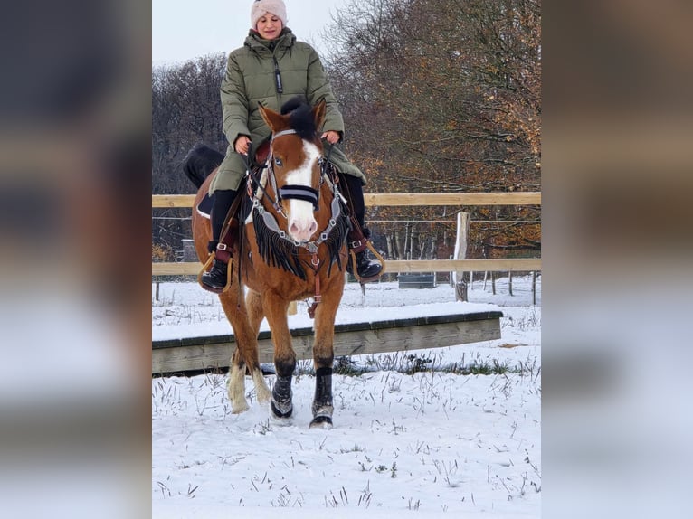 Paint Horse Mix Gelding 5 years 14,2 hh Brown in Linkenbach